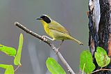 Bahama Yellowthroatborder=